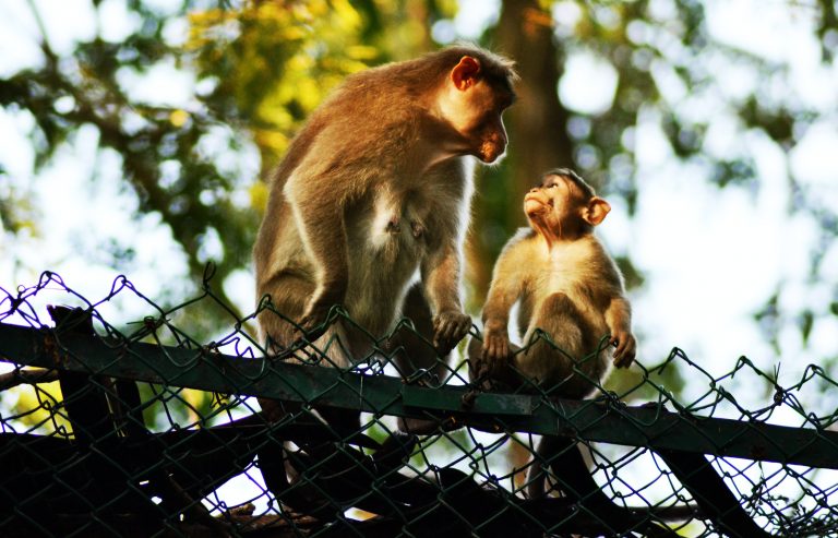 El misterio de los monos de Costa Rica que se están volviendo amarillos