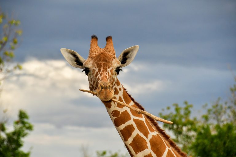 SINAC emite ultimátum: Ponderosa tiene 10 días para prohibir selfies y reproducción de animales cautivos