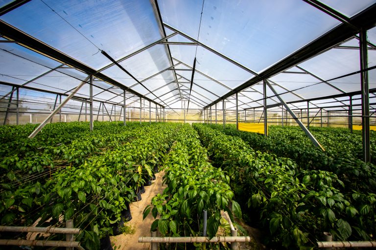 Walmart promoverá que sus proveedores cultiven bajo invernadero para reducir impacto ambiental