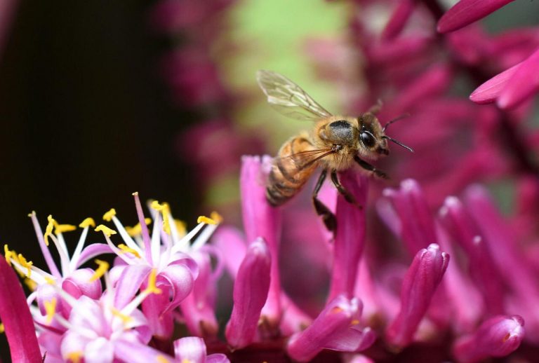 UE confirma prohibición de plaguicidas de Bayer relacionados con daño a las abejas