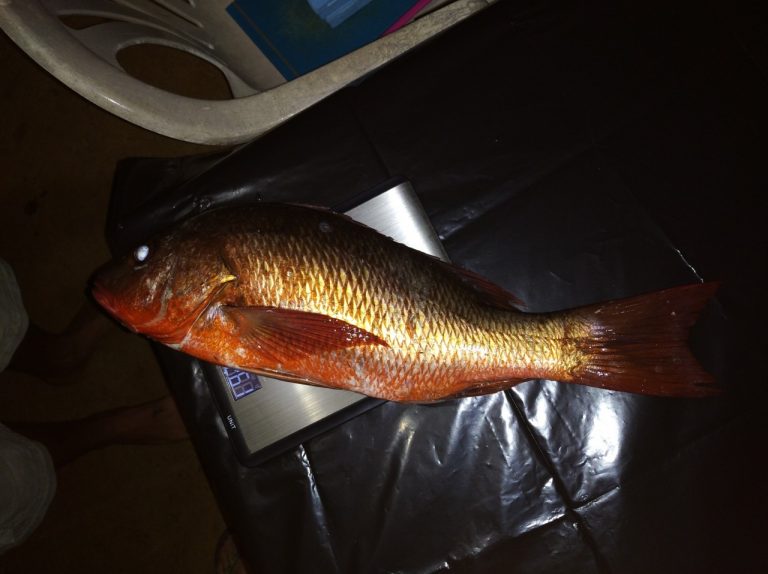 Análisis de peces en Parque Marino Las Baulas revela que el 89% han consumido microplásticos