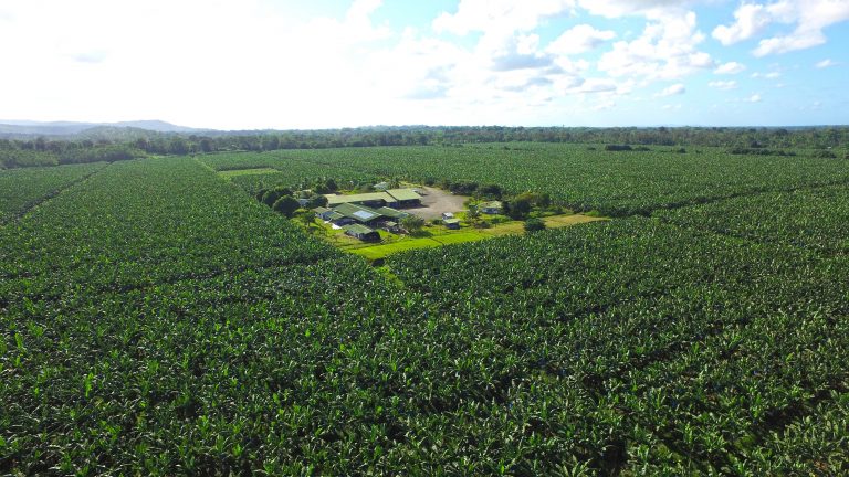 Sector bananero nacional alcanza certificación de carbono neutro en el 53% de su área