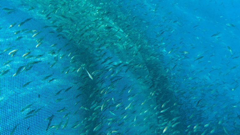 INCOP concreta alianza con Industrias MARTEC para acelerar maricultura en el Muelle de Quepos