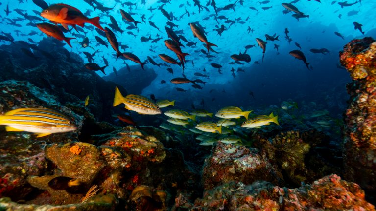 FAICO cumple 27 años de trabajar por la conservación de la Isla del Coco