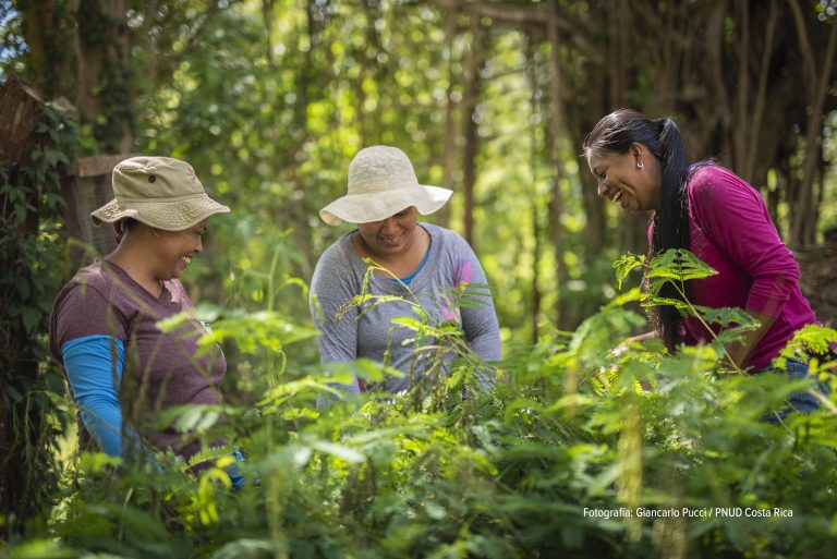Conservación de bosques permitirá al país invertir $54 millones en acción climática