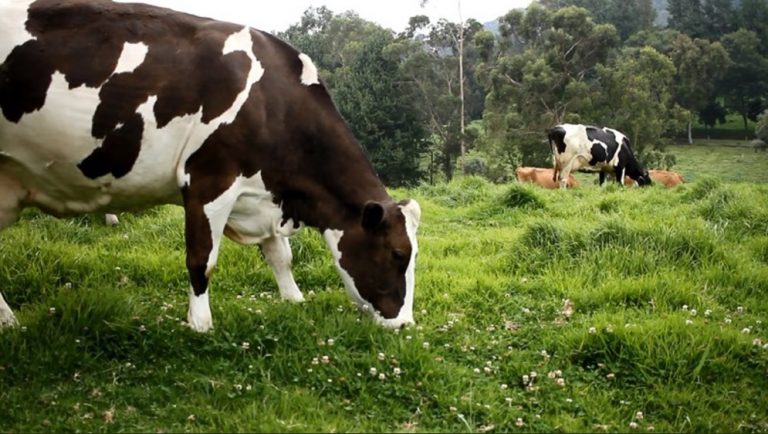 Tras oposición al areteo de ganado, gobierno presenta proyecto para endurecer controles antilavado a ese sector