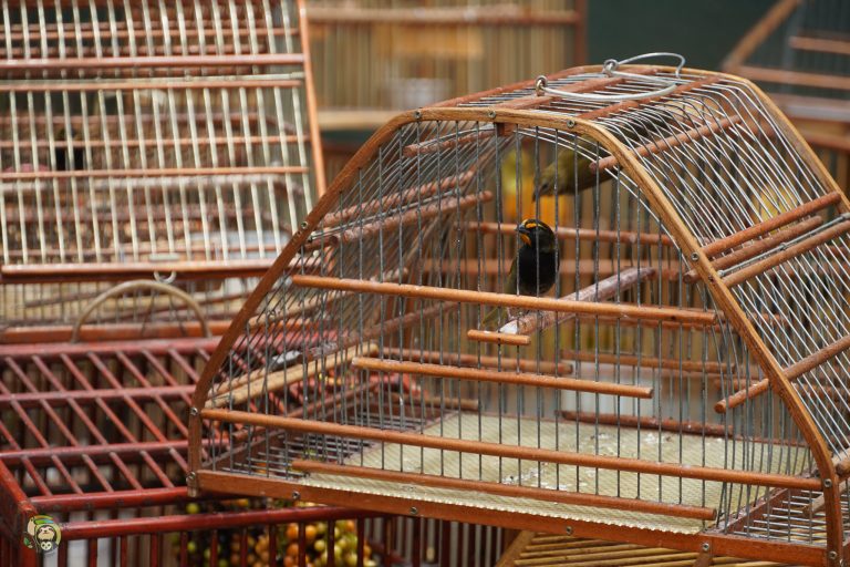 Detrás de la jaula: El comercio ilegal de aves en Costa Rica