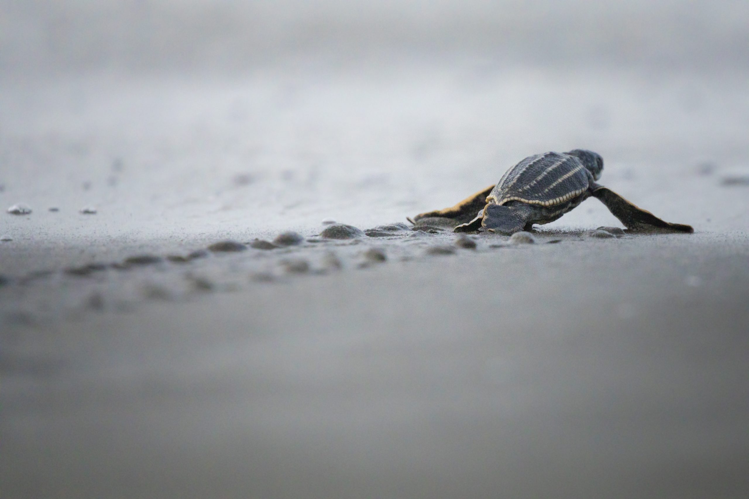 Imagen principal del artículo: Campaña "Cada huevo cuenta" busca velar por la conservación de las Tortugas Baulas