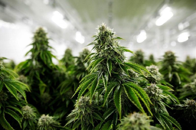 La necesaria regulación del cannabis