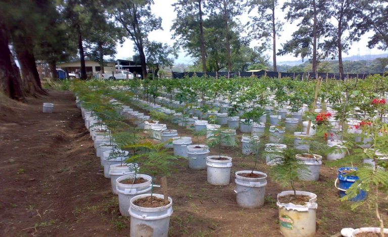 Privados de libertad apoyaron en proceso de reforestación de La Sabana