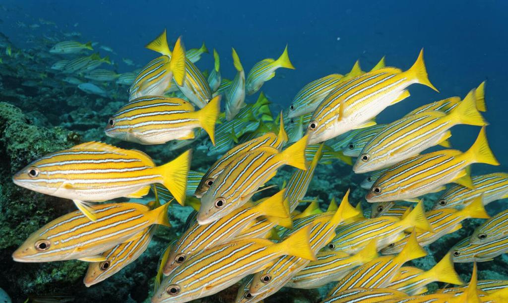 Imagen principal del artículo: Campaña concientizará sobre protección de la Isla del Coco y de sus montes submarinos