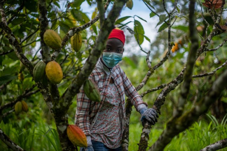 Universidad EARTH capacitará 50 familias productoras de Cacao con prácticas de agricultura regenerativa orgánica
