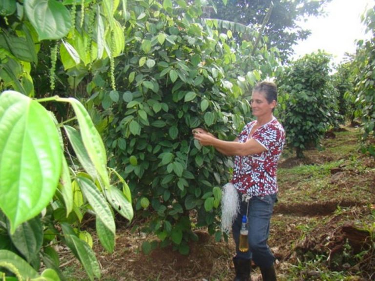INAMU abre convocatoria para financiar proyectos productivos y de defensa de derechos de mujeres