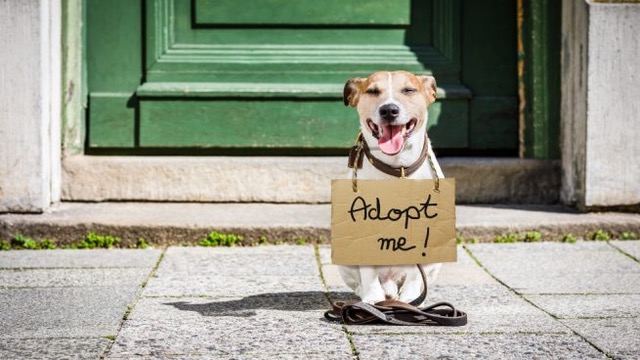 En el marco del Día Mundial del Perro Callejero organización hace llamado a la adopción responsable