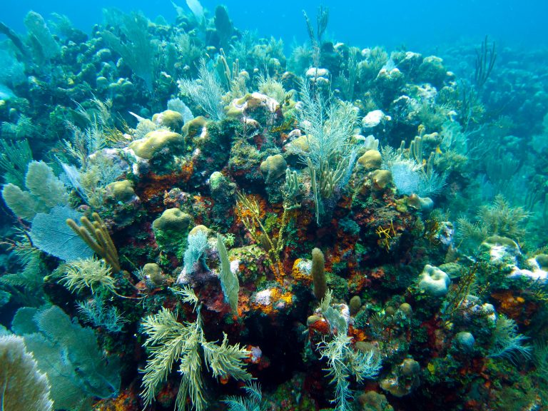 Enfermedad amenaza a casi la mitad de especies de corales del Mar Caribe