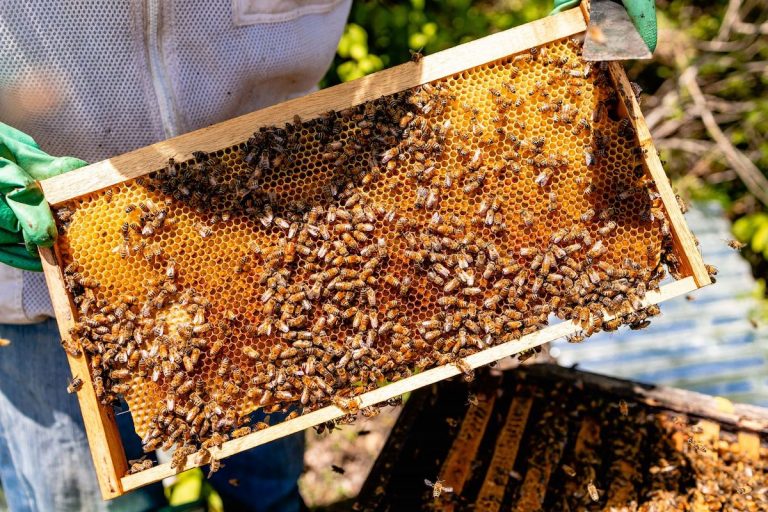 Expertos premian en Europa a miel de abeja costarricense por su calidad