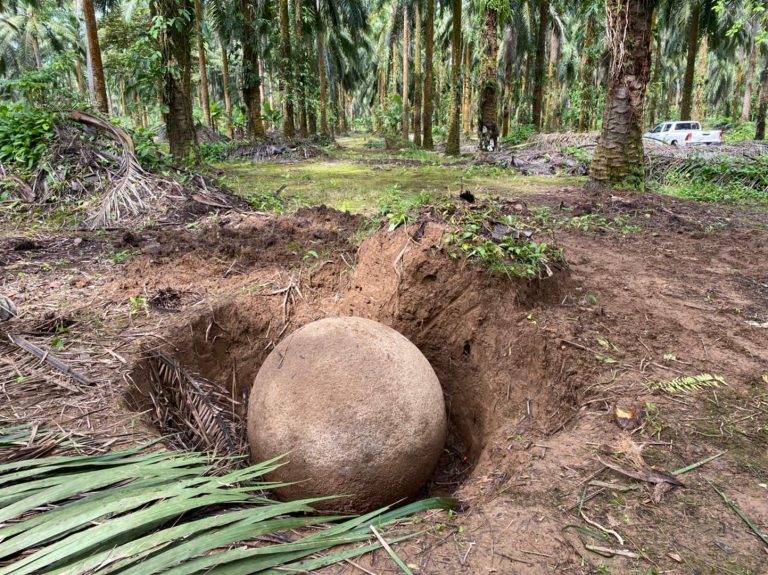 Trabajadores agrícolas encuentran esfera precolombina en su lugar original en Palmar Sur