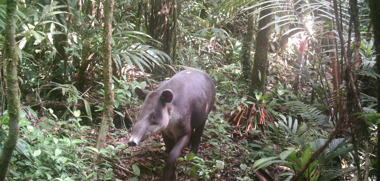 Imagen principal del artículo: Cerro Negro