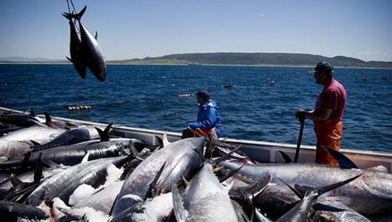 Costa Rica entra en lista de países con pesca ilegal, sin reportar y sin reglamentar