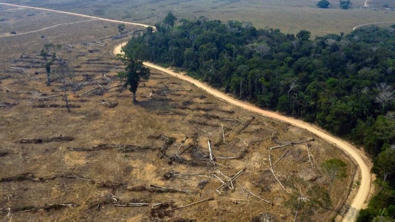 En agosto se destruyeron 1.606 km cuadrados de bosque en la Amazonia; el peor mes de la década