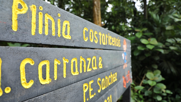 CNFL y UNA descubren nuevo árbol endémico y lo bautizan en honor al Bicentenario