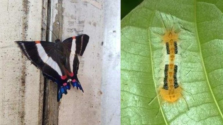 EE. UU. destruye cargamento de piña enviado desde Costa Rica por plaga de larva de mariposa
