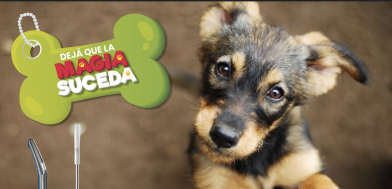 Territorio de Zaguates ayudará a perros rescatados mediante alianza con TelStar