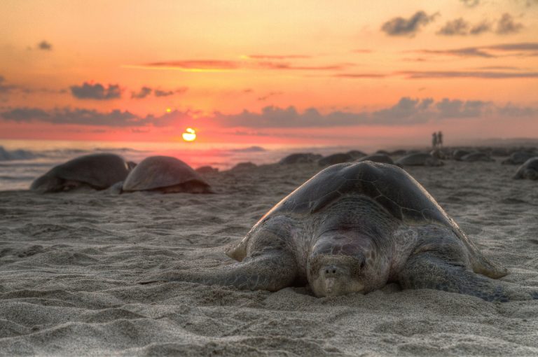 Playa Ostional y la arribada y desove de tortugas: gobernanza sostenible del bien común