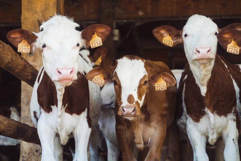 Cambio en el tratamiento de la venta de semovientes o animales vivos dentro de la cadena de producción pecuaria 