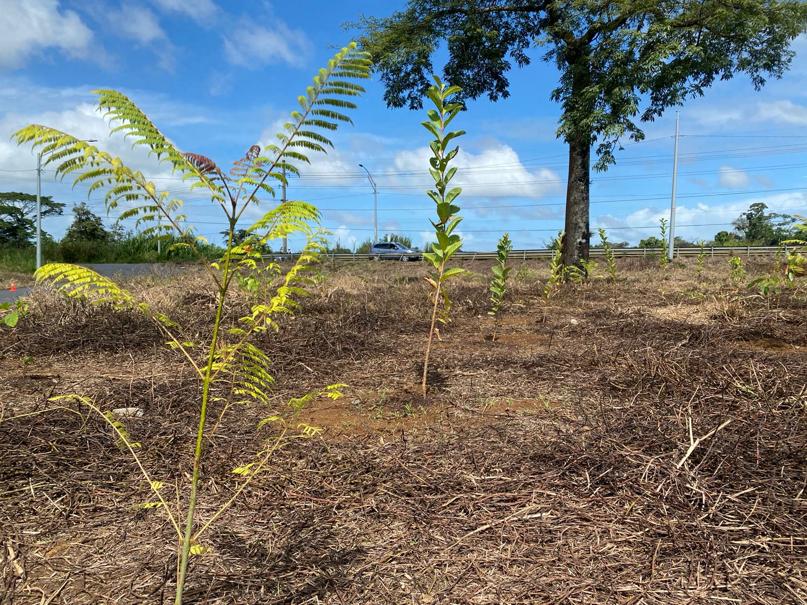 Imagen principal del artículo: Donación de mil árboles da inicio al proyecto de reverdecimiento “Bosque Huella Amarilla”