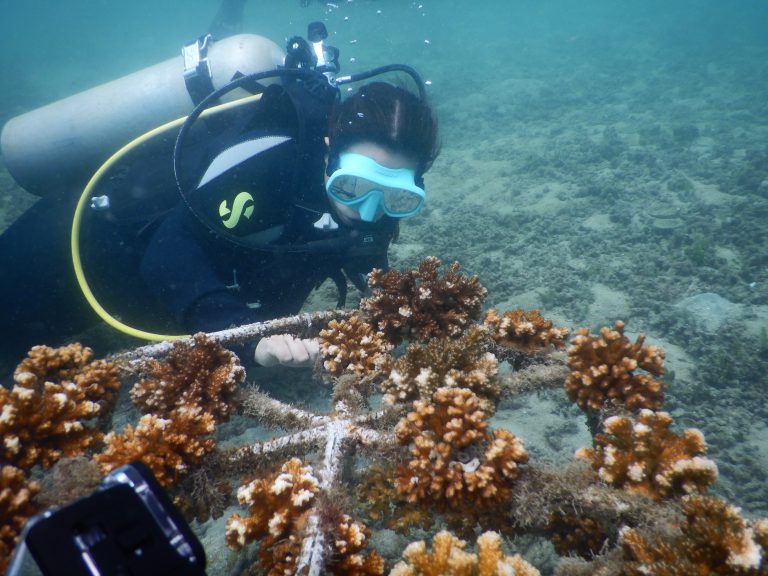 Trasplante masivo de corales más grande de la región se lleva a cabo en Costa Rica, Honduras y República Dominicana