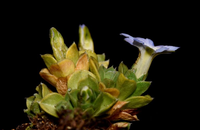 El bicentenario ya tiene su propia planta: especie fue descubierta en el Chirripó