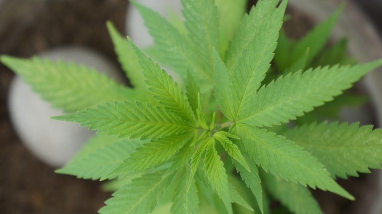 Legalización de la cannabis recreacional