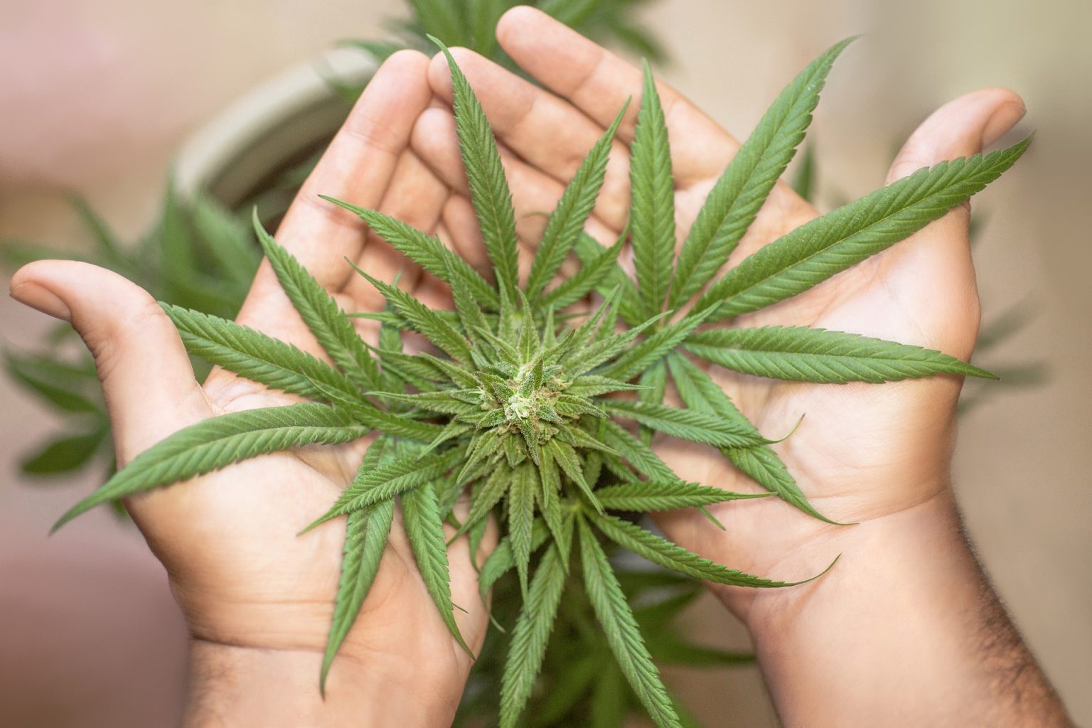 Imagen principal del artículo: El error de vetar al cannabis y el cáñamo
