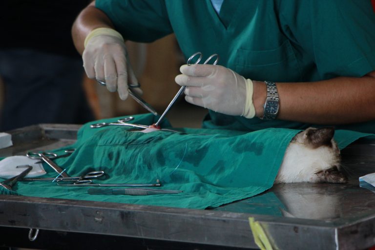 Diputados avalan creación de servicio municipal para vacunación, castración y control de población de animales