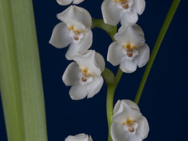 Descubren 20 nuevas especies de orquídeas nunca antes registradas en Costa Rica
