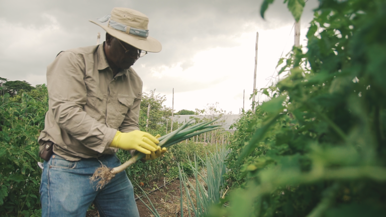 Iniciativa busca compartir conocimientos sobre agricultura regenerativa a través de videotutoriales