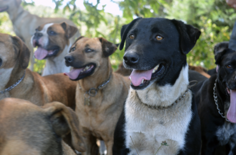 Territorio de Zaguates recibe donación de Kolbi para construcción de clínica veterinaria