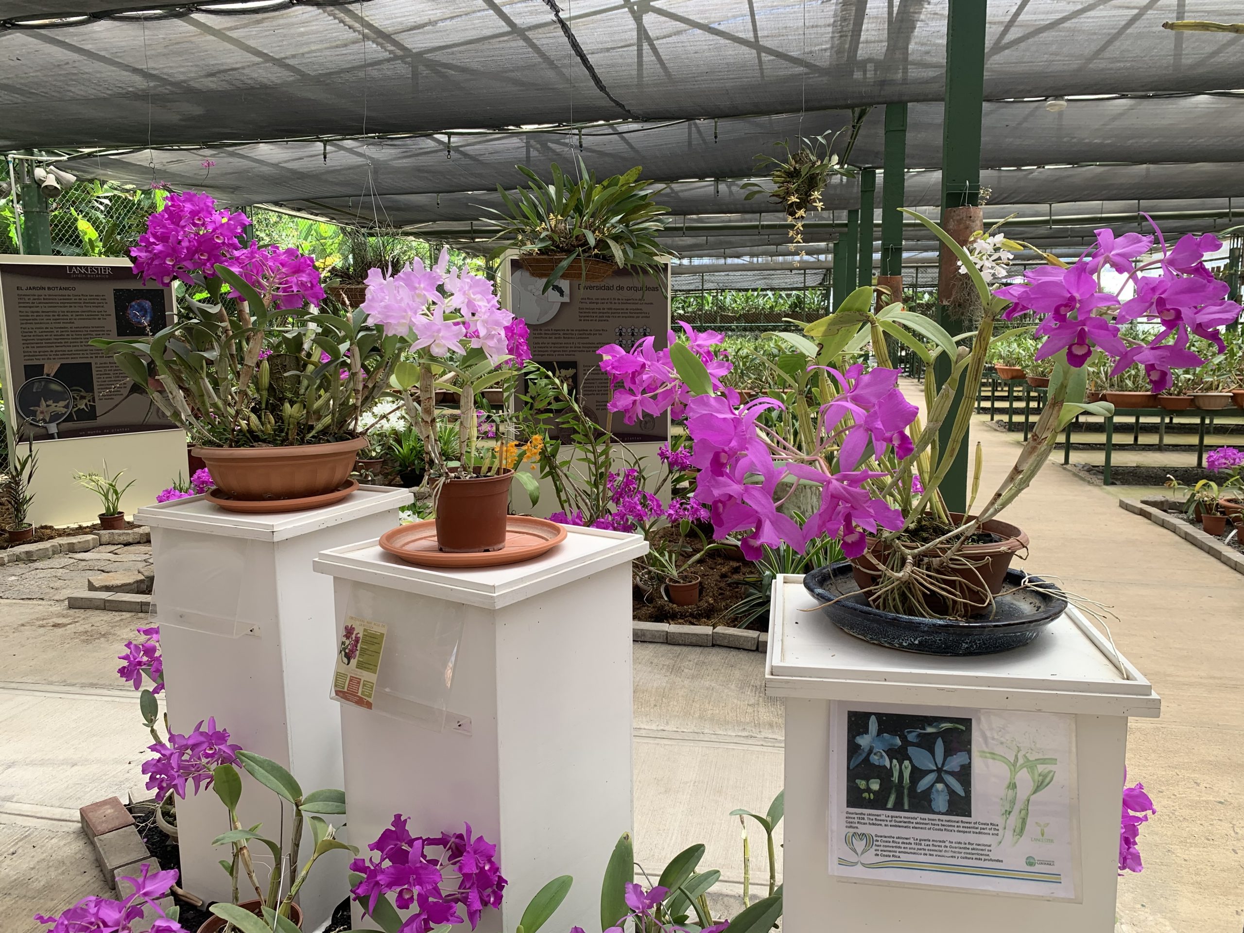 Imagen principal del artículo: Jardín Lankester será sede de Exposición Nacional de Orquídeas luego de dos años de no realizarse