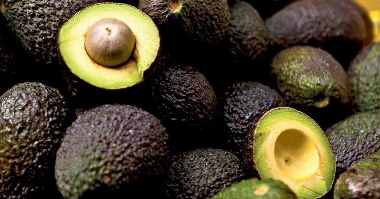 Costa Rica pierde caso ante la OMC por restricciones al aguacate hass de México