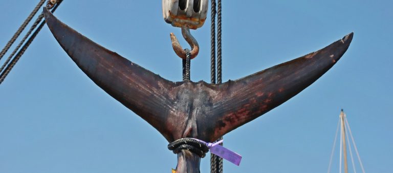 Propuesta de ley promueve descuentos en licencias de pesca de atún