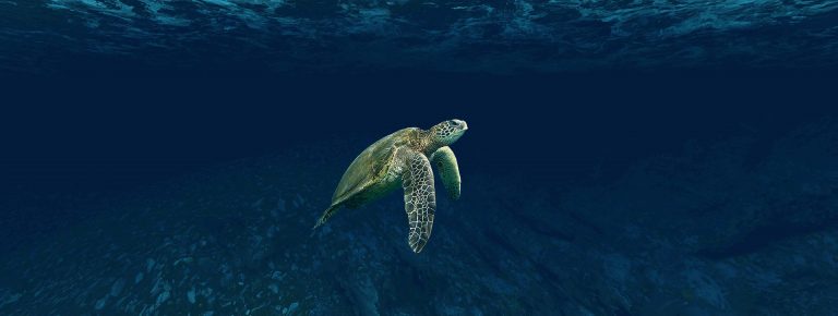1 de cada 5 especies de reptiles en el mundo está en peligro de extinción