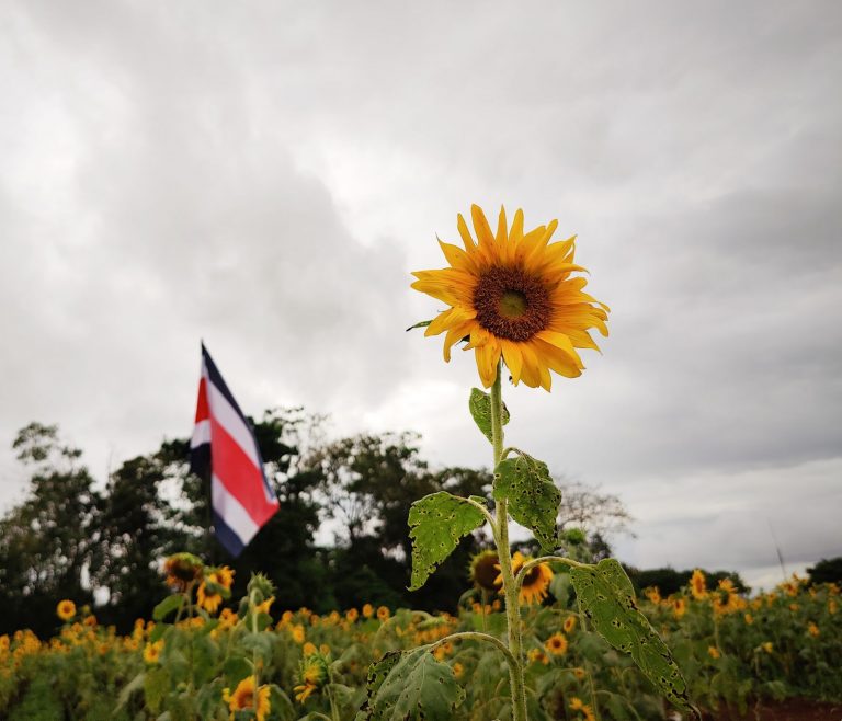 Pital de San Carlos se adorna con la floración de girasoles más grande de Centroamérica