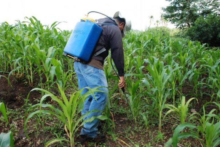 Cruz Roja traslada en condición urgente a 5 personas tras intoxicación en piñera de San Carlos