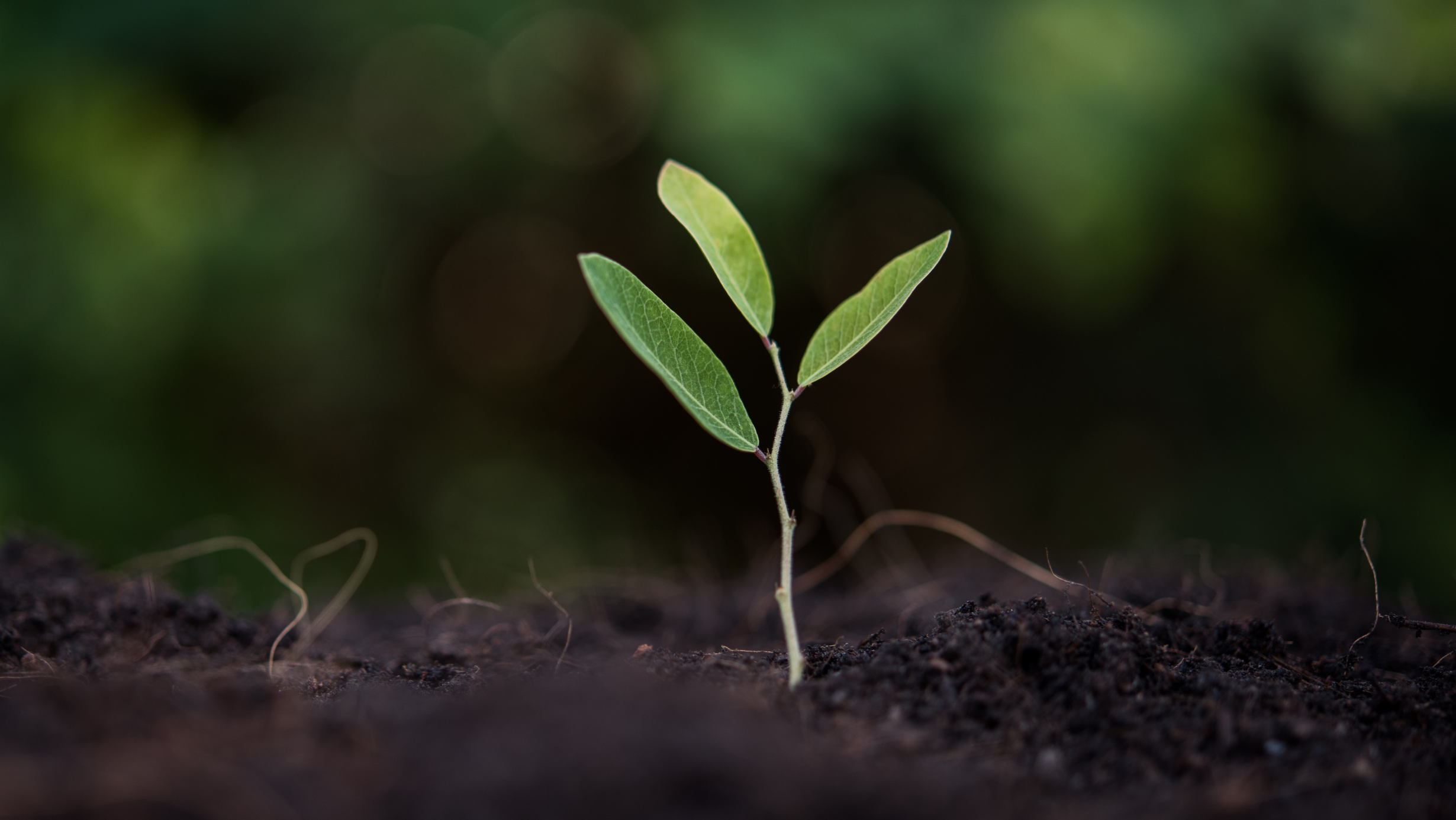 Imagen principal del artículo: BAC firma convenio con FONAFIFO para adquirir 13.061 créditos de carbono