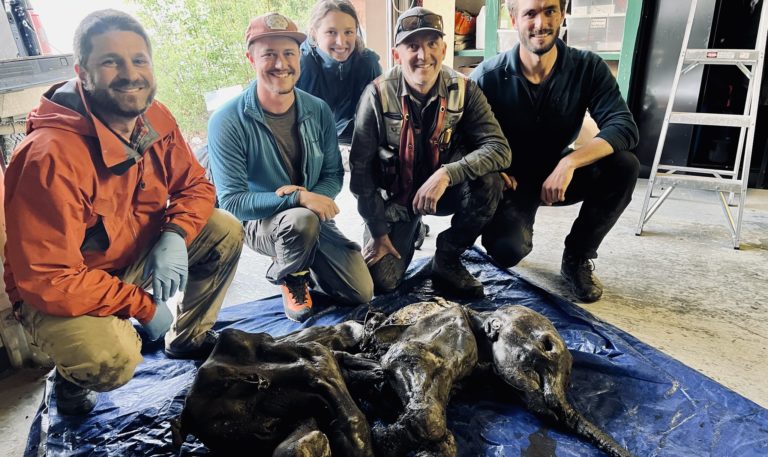 Mineros en Canadá encuentran el segundo mamífero momificado más completo del mundo: una mamut lanuda bebé