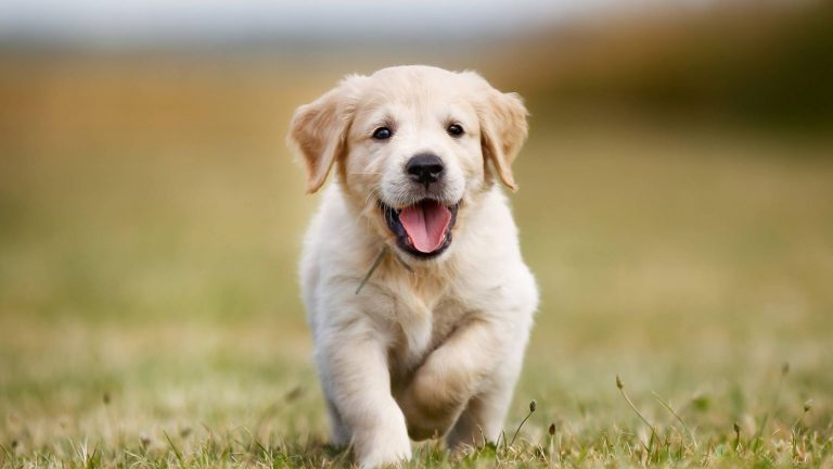 ¿Su mascota está protegida? BAC presenta programa para protección especializada