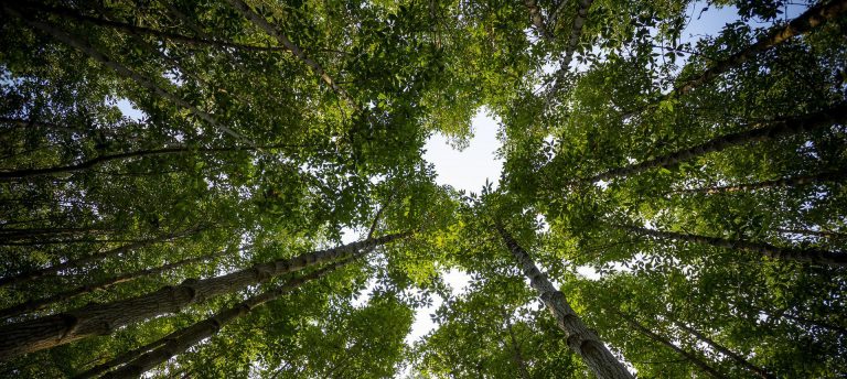 ¿Es posible promover (otras) ecologías afectivas en Costa Rica?