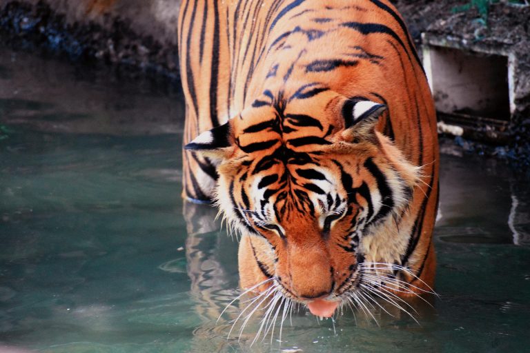 El día del tigre