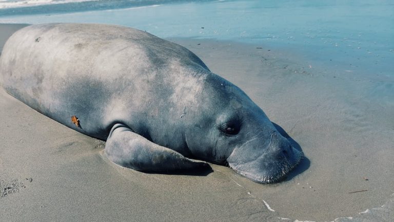 “Proyecto Manatí” lanza campaña para recaudar fondos para estudiar y preservar la especie